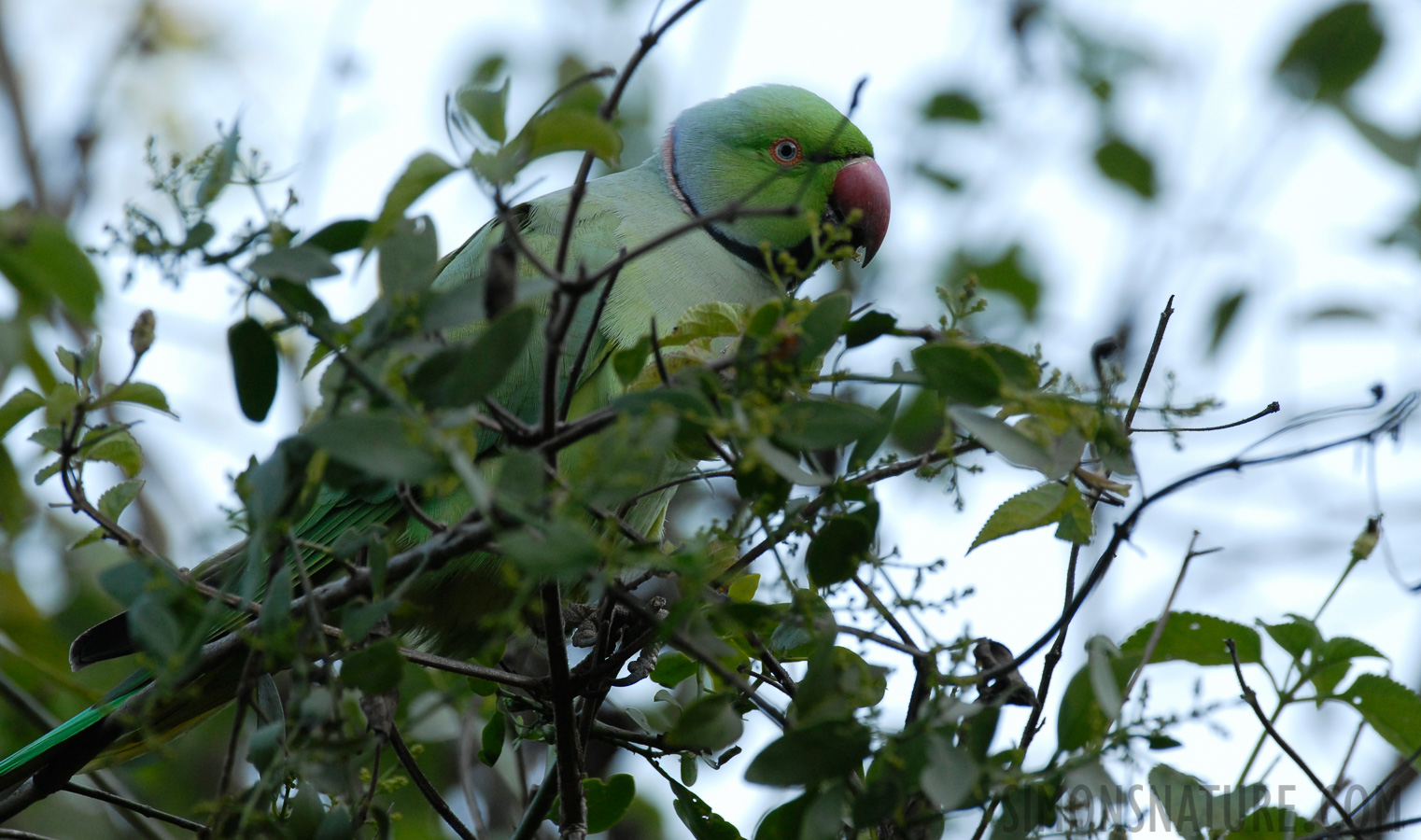 Psittacula krameri borealis [400 mm, 1/250 sec at f / 6.3, ISO 400]