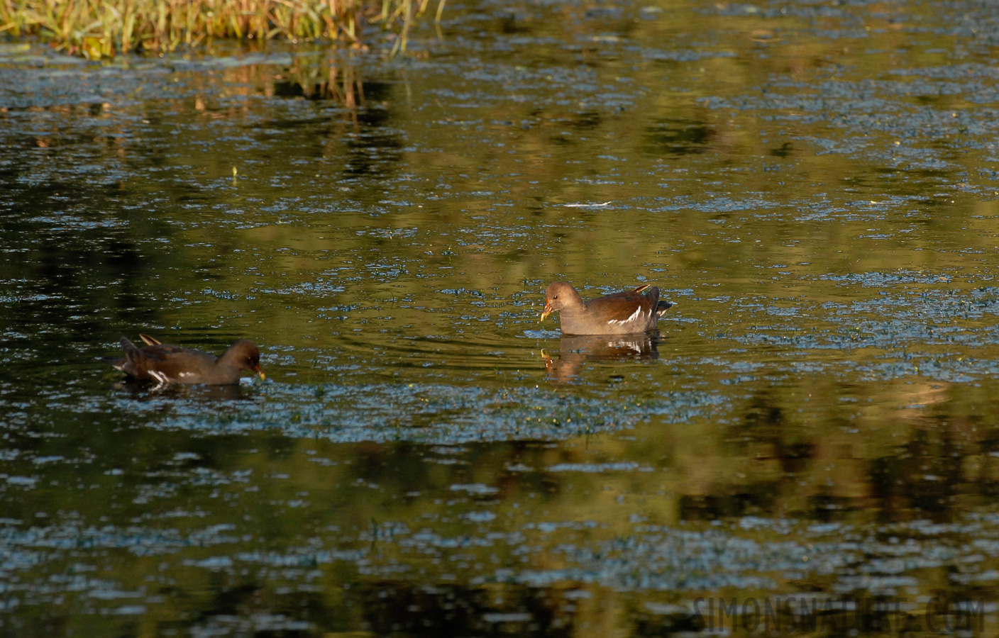 Gallinula chloropus chloropus [400 mm, 1/200 sec at f / 6.3, ISO 400]