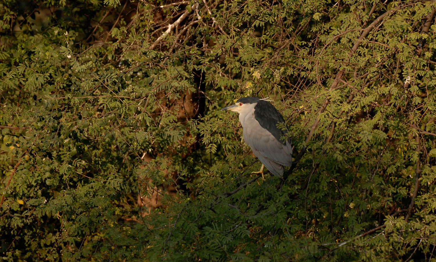 Nycticorax nycticorax nycticorax [400 mm, 1/320 Sek. bei f / 6.3, ISO 400]