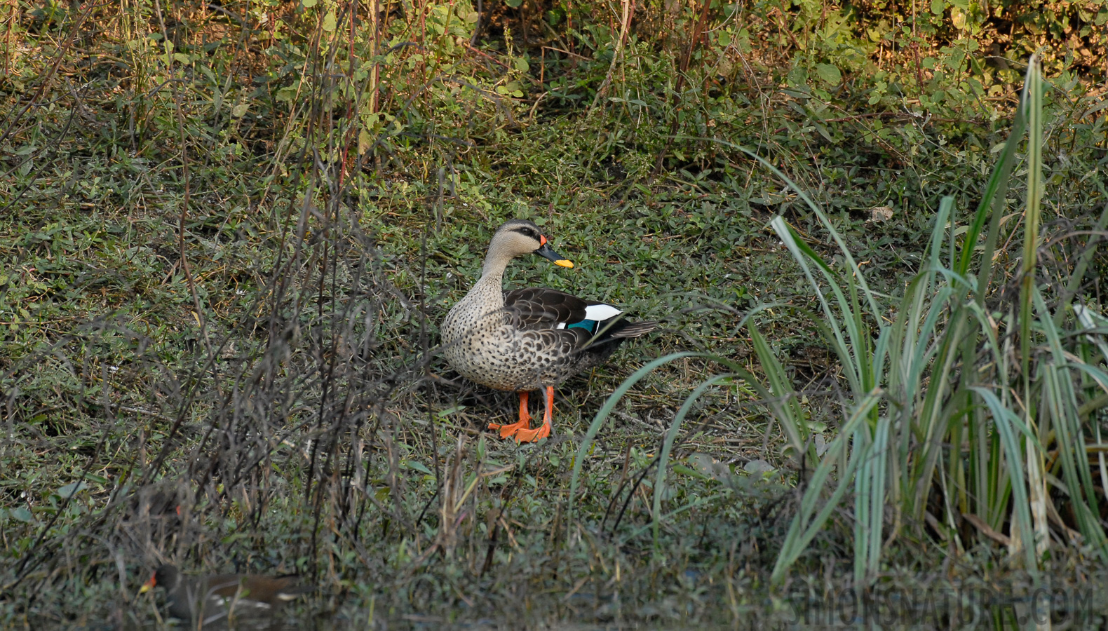 Anas poecilorhyncha poecilorhyncha [400 mm, 1/125 sec at f / 6.3, ISO 400]