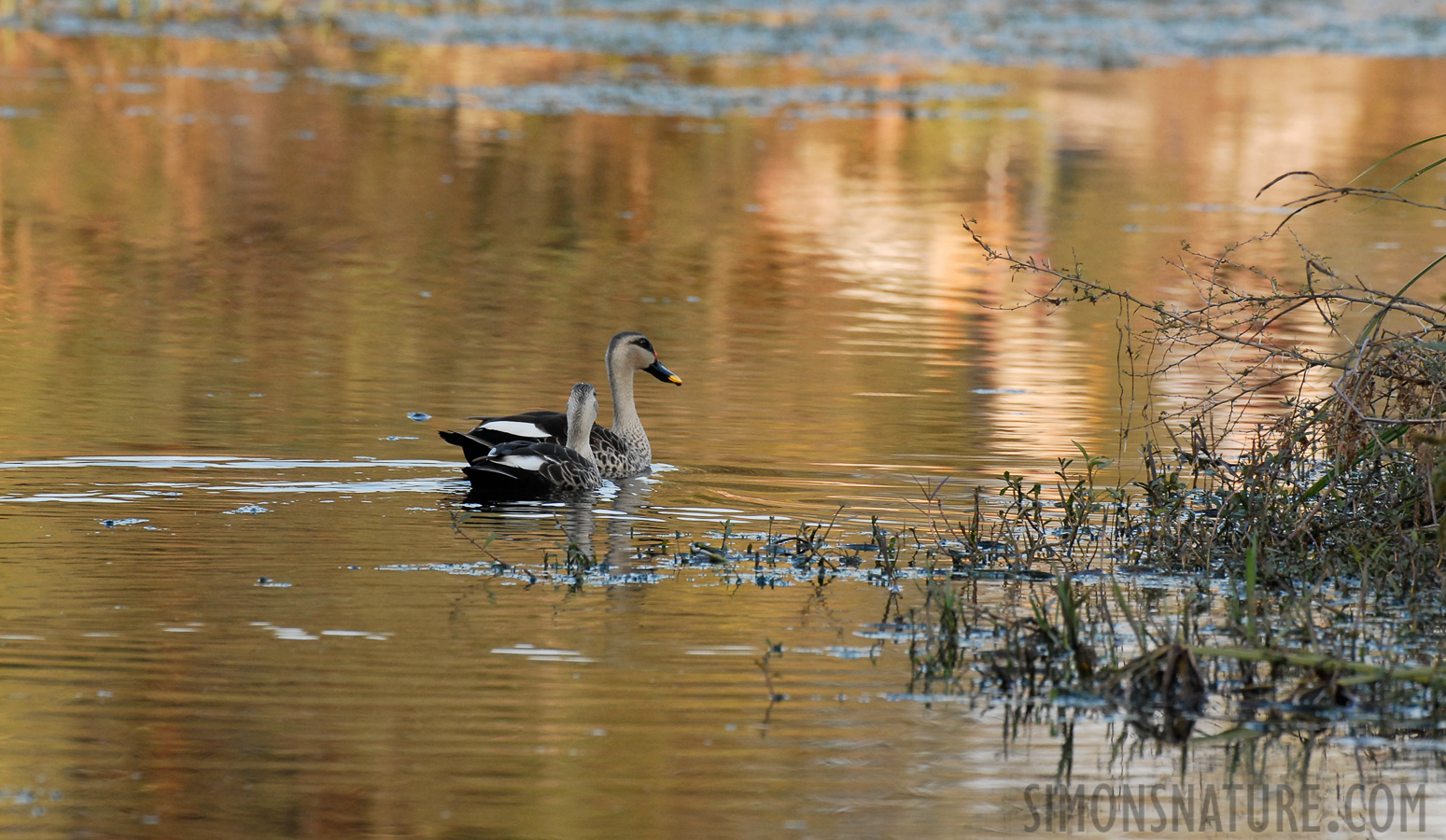 Anas poecilorhyncha poecilorhyncha [400 mm, 1/180 Sek. bei f / 6.3, ISO 400]