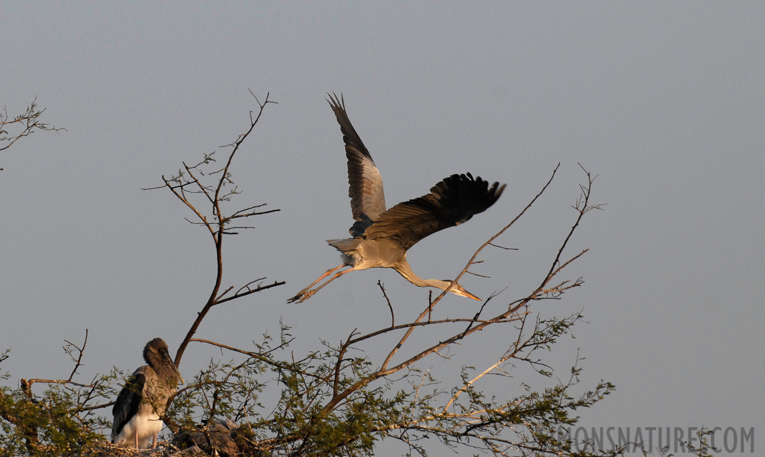 Ardea cinerea cinerea [400 mm, 1/1000 sec at f / 6.3, ISO 400]