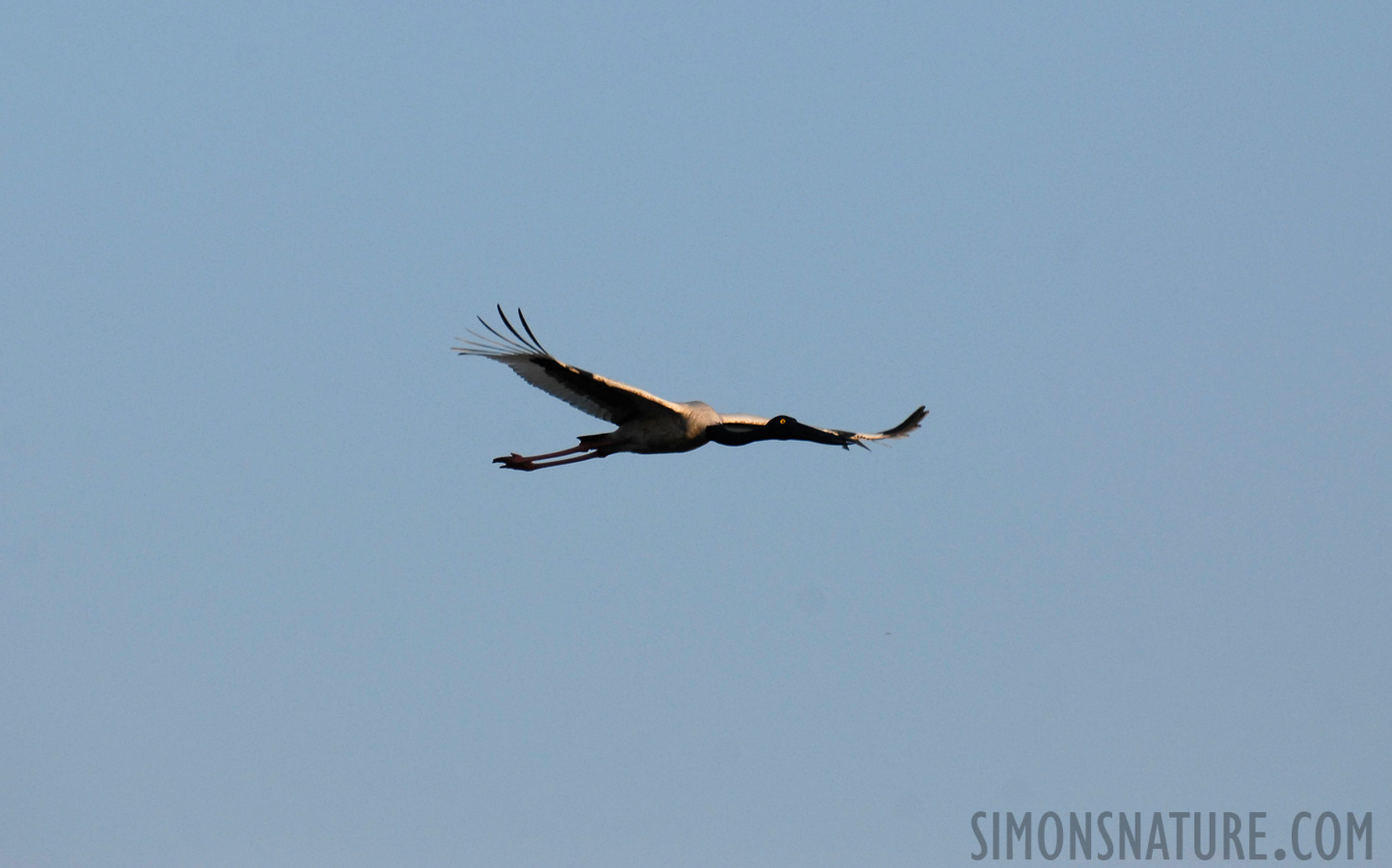 Ephippiorhynchus asiaticus asiaticus [400 mm, 1/1250 sec at f / 6.3, ISO 400]