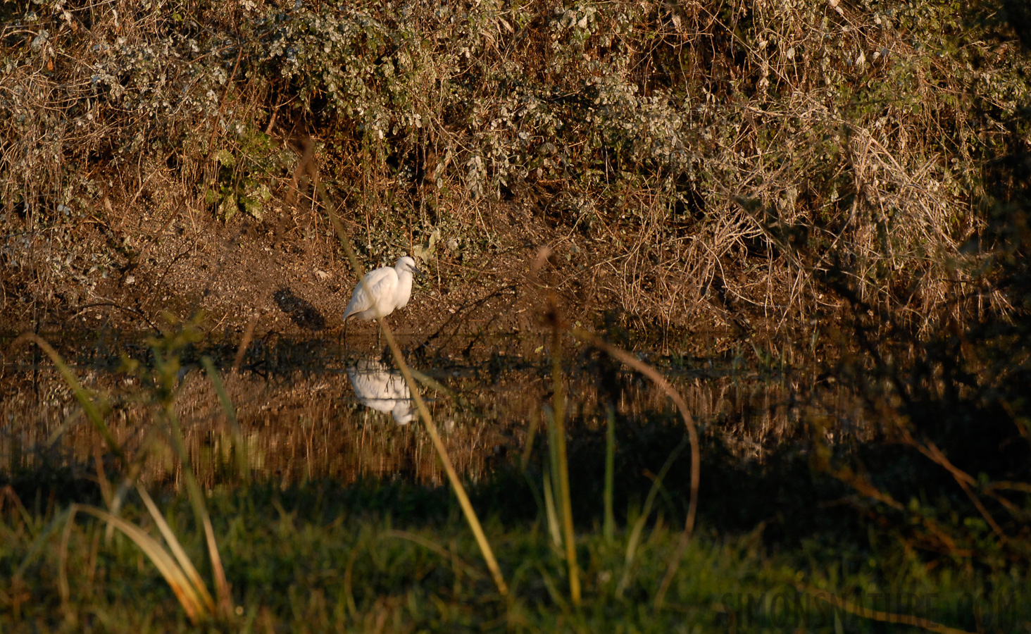 Egretta garzetta garzetta [400 mm, 1/500 Sek. bei f / 6.3, ISO 400]