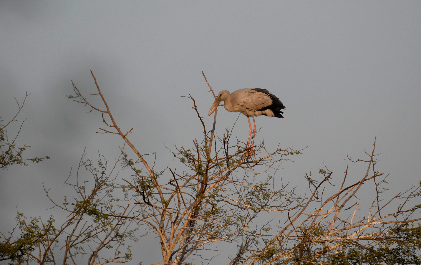 Anastomus oscitans [400 mm, 1/2000 sec at f / 4.5, ISO 400]