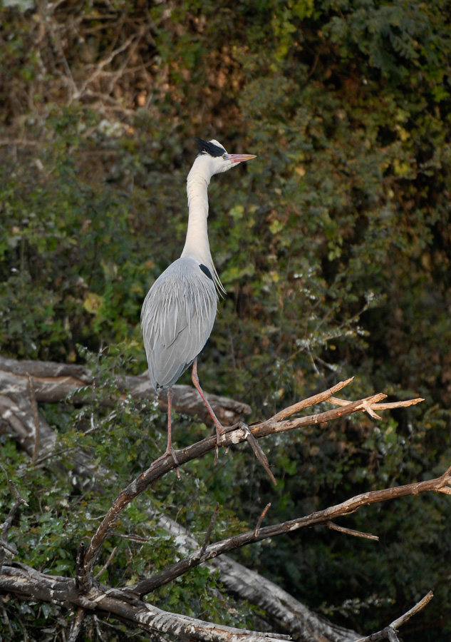 Ardea cinerea cinerea [400 mm, 1/250 Sek. bei f / 4.5, ISO 400]