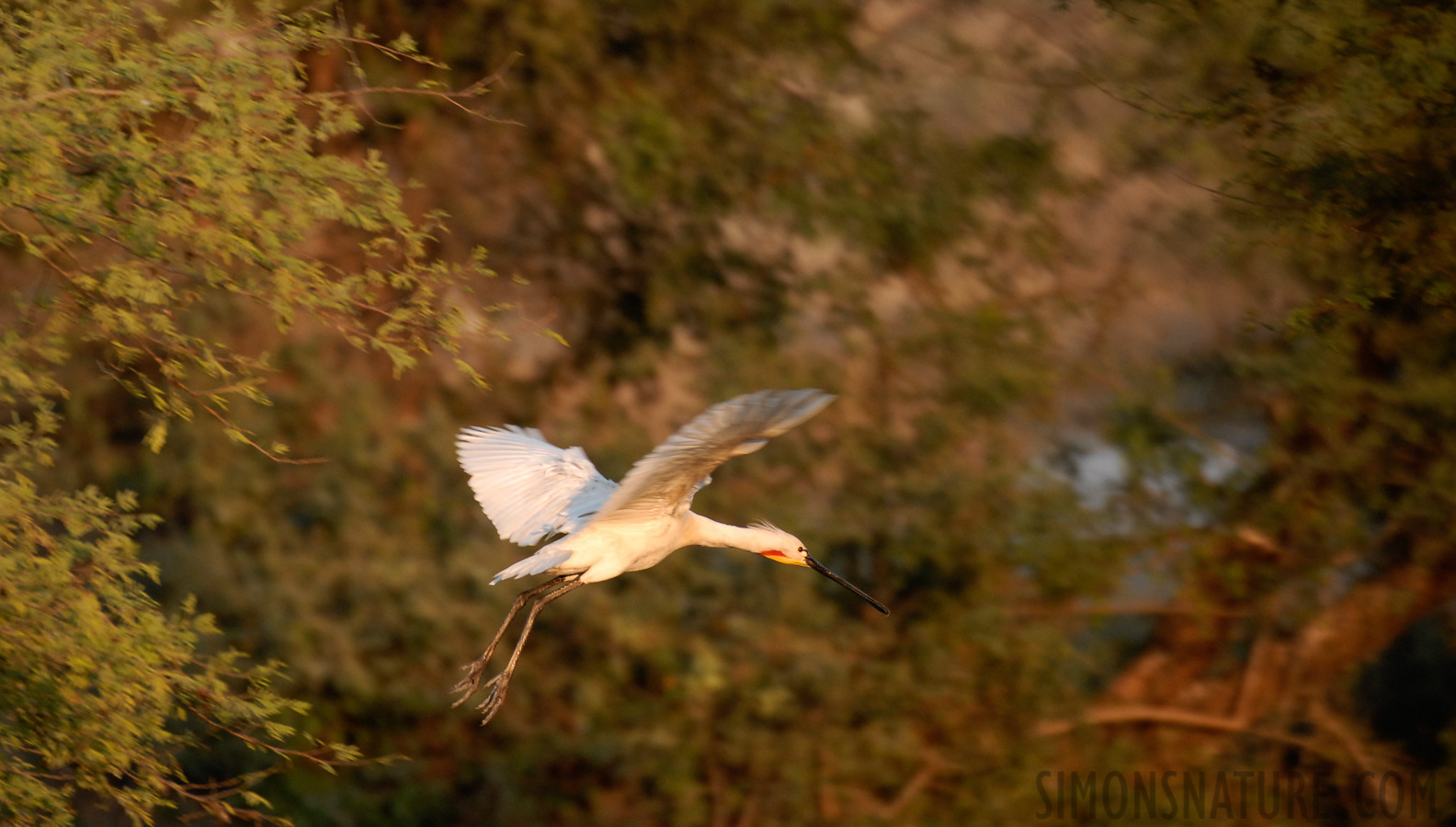 Platalea leucorodia leucorodia [400 mm, 1/320 sec at f / 4.5, ISO 400]