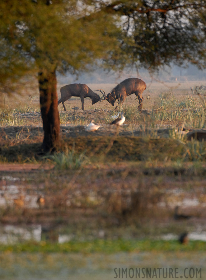 Rusa unicolor unicolor [400 mm, 1/180 sec at f / 4.5, ISO 400]