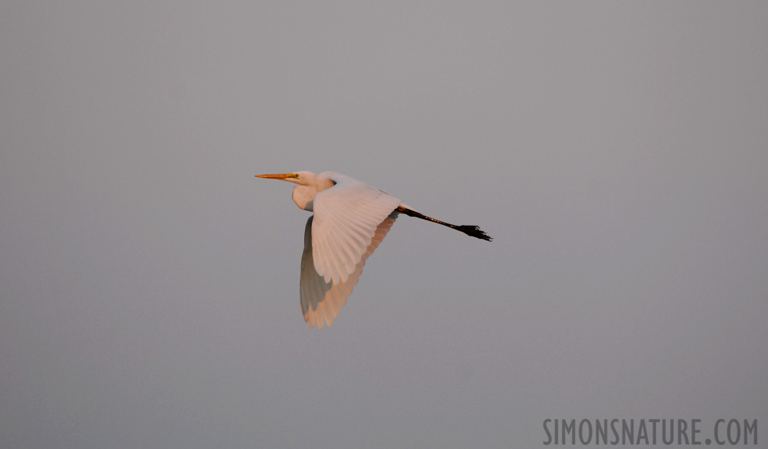 Ardea alba modesta [400 mm, 1/500 Sek. bei f / 4.5, ISO 400]