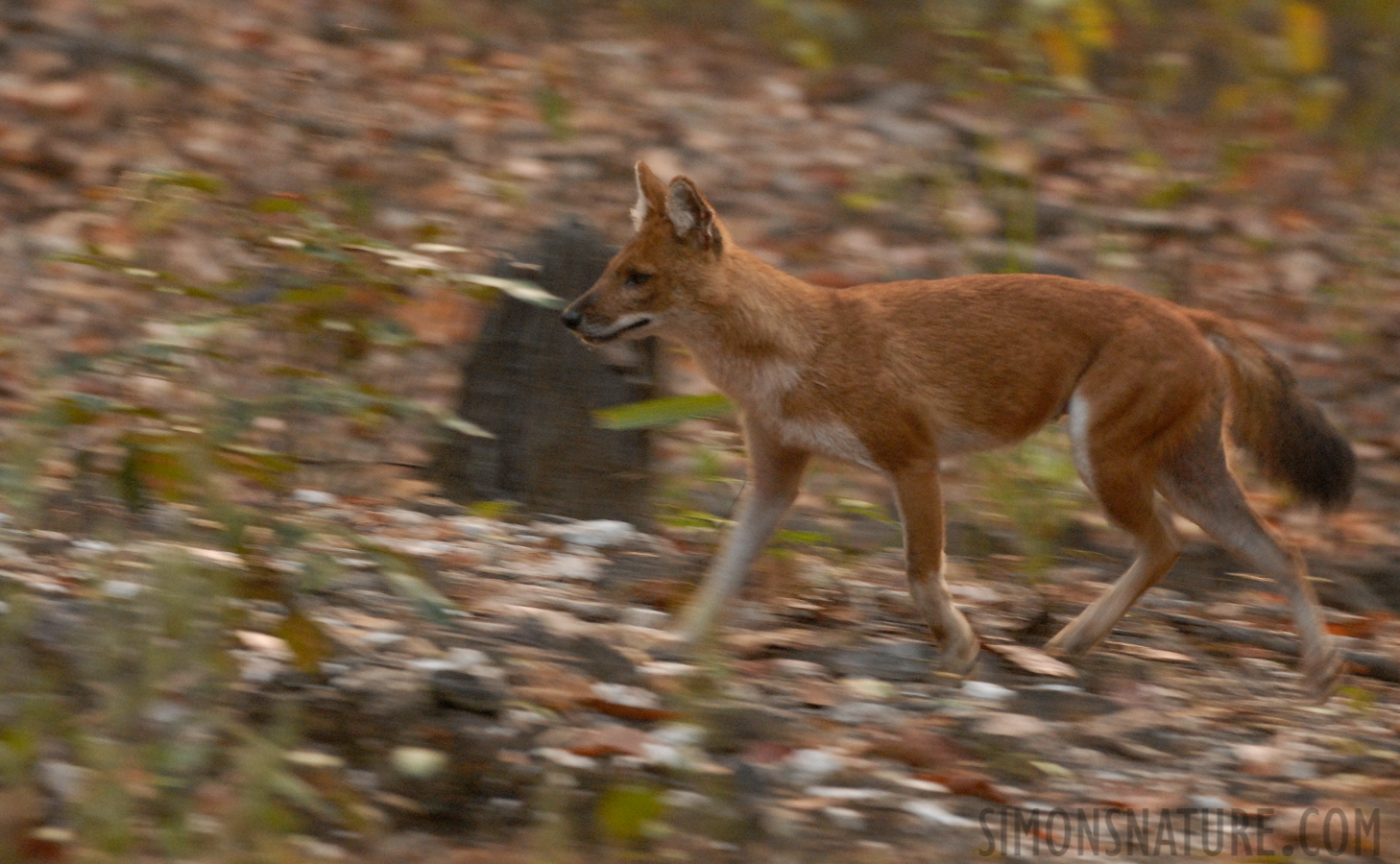 Cuon alpinus alpinus [270 mm, 1/50 Sek. bei f / 5.0, ISO 1250]