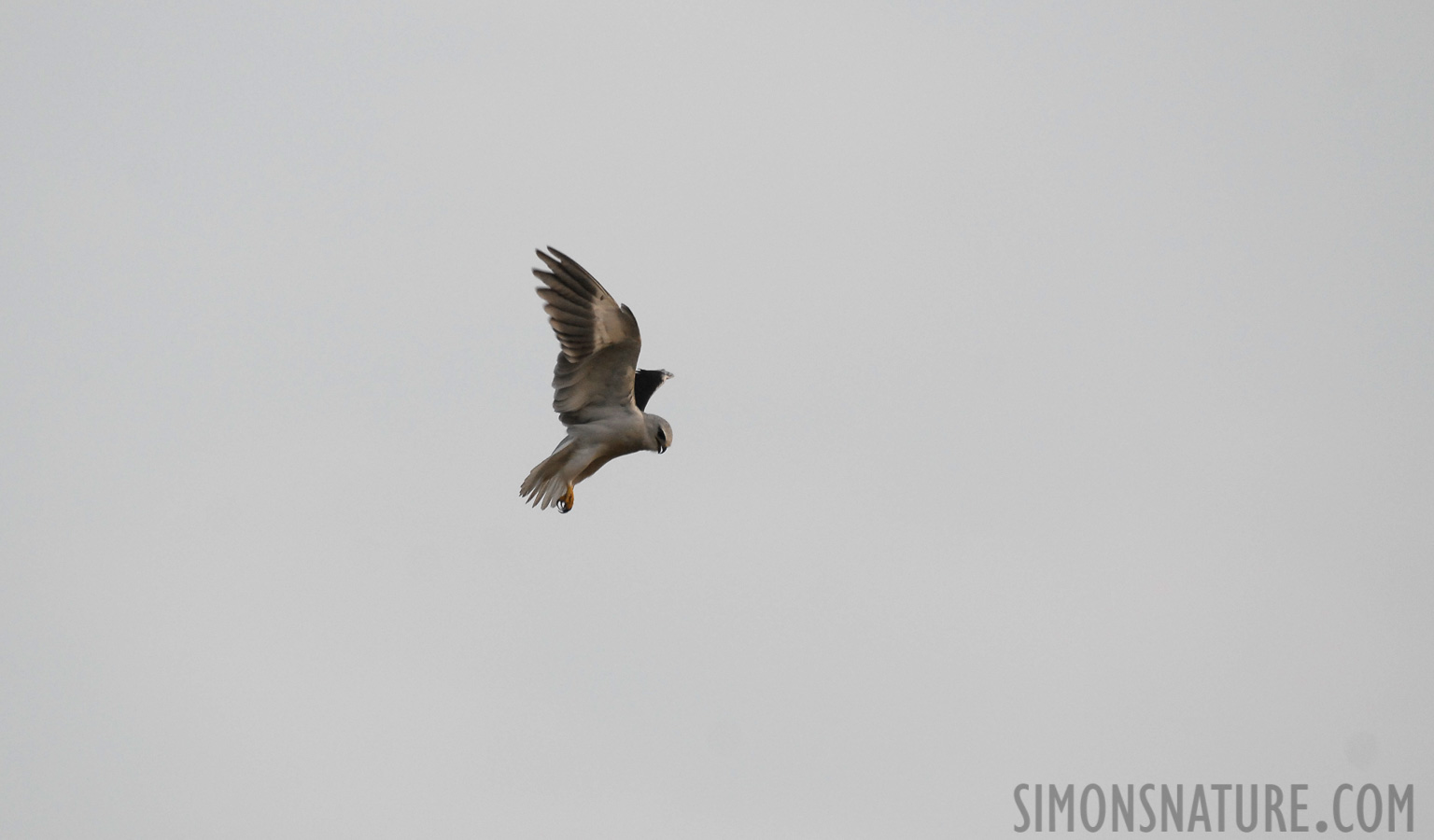 Elanus caeruleus vociferus [400 mm, 1/750 Sek. bei f / 5.0, ISO 400]