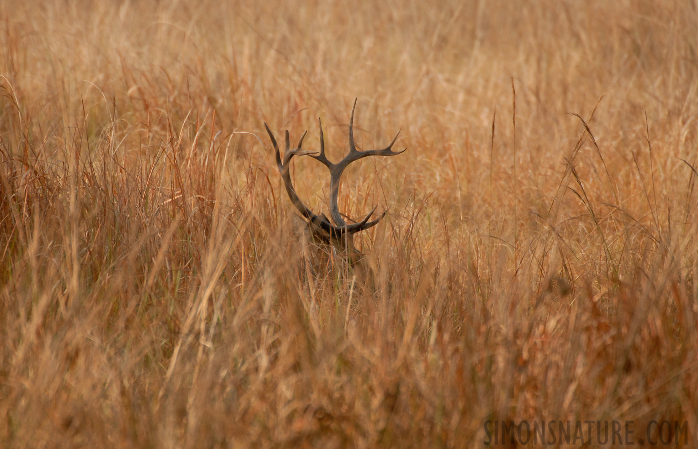 Rucervus duvaucelii branderi [550 mm, 1/500 Sek. bei f / 5.6, ISO 400]