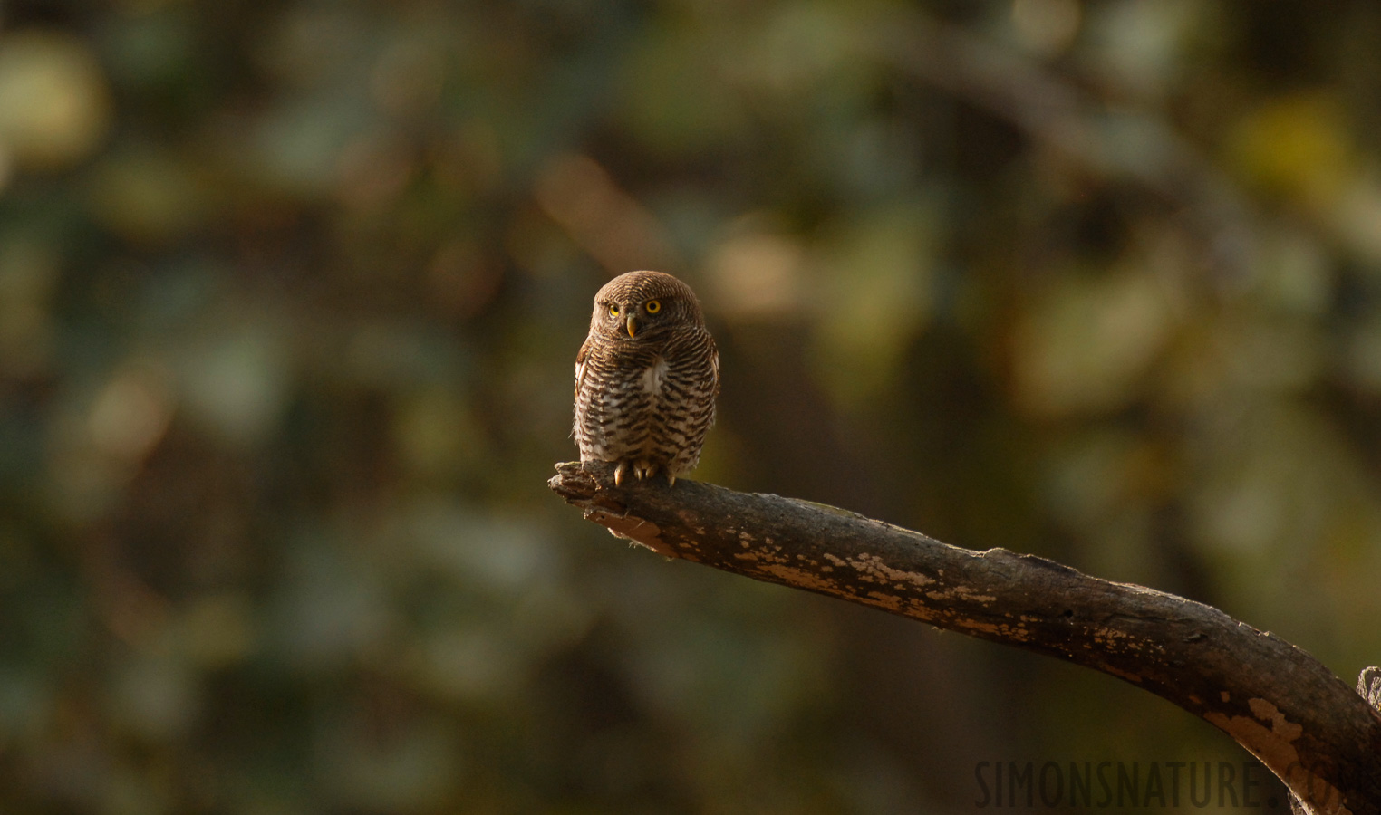 Glaucidium radiatum radiatum [550 mm, 1/250 sec at f / 5.6, ISO 400]