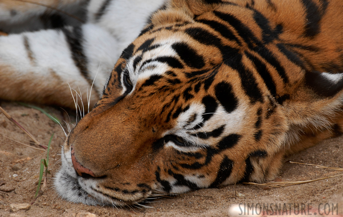 Panthera tigris tigris [400 mm, 1/180 Sek. bei f / 5.6, ISO 400]