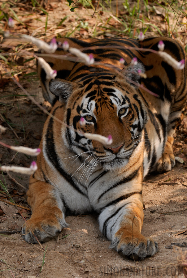 Panthera tigris tigris [200 mm, 1/250 Sek. bei f / 5.6, ISO 400]