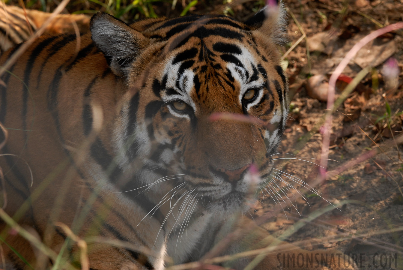 Panthera tigris tigris [250 mm, 1/250 Sek. bei f / 6.3, ISO 400]