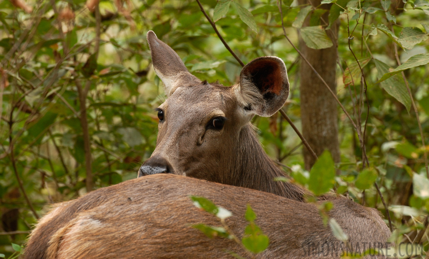 Rusa unicolor unicolor [400 mm, 1/60 Sek. bei f / 6.3, ISO 400]