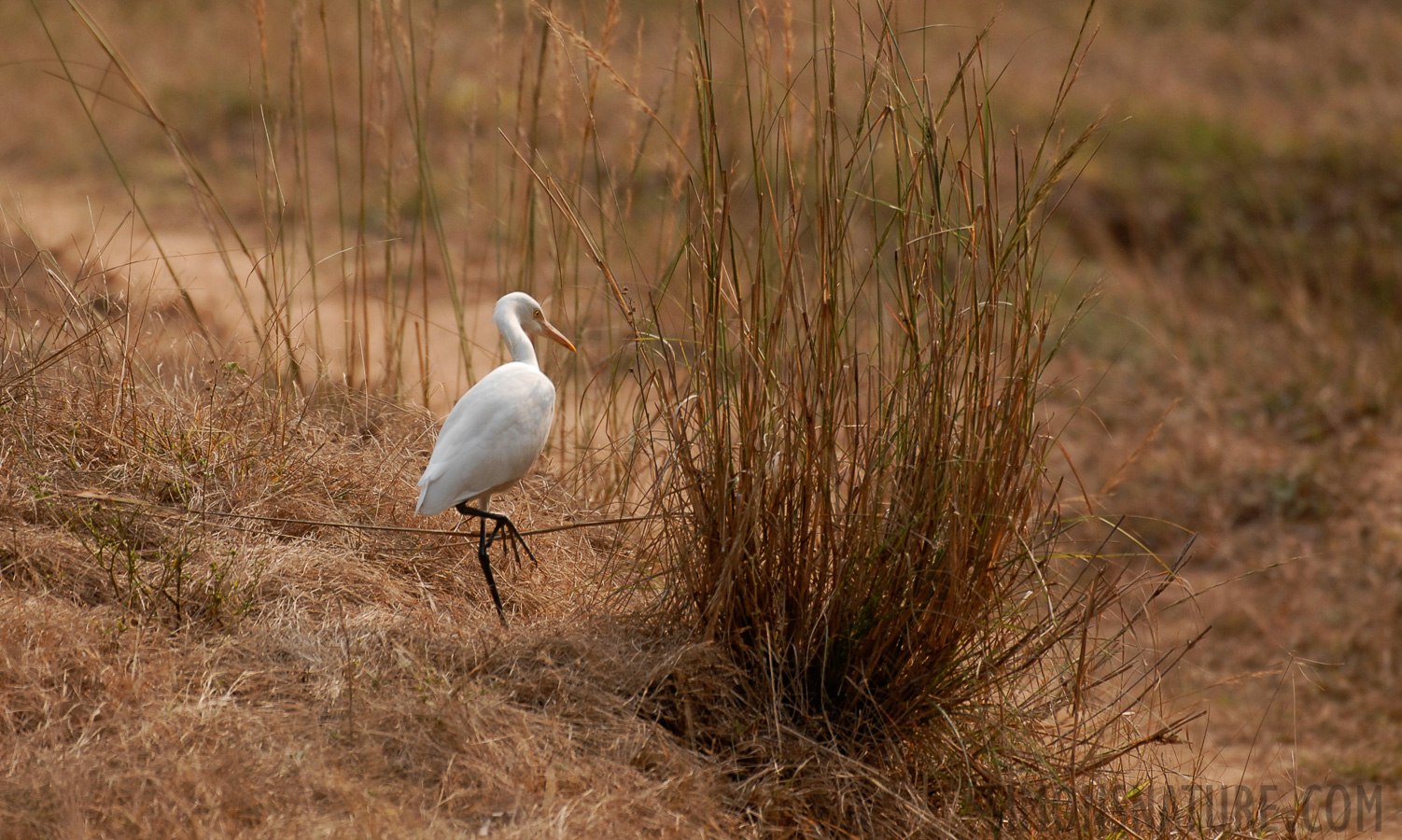 Ardea intermedia intermedia [400 mm, 1/800 Sek. bei f / 4.5, ISO 400]