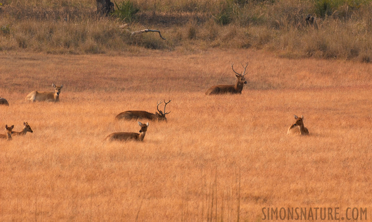 Rucervus duvaucelii branderi [400 mm, 1/400 Sek. bei f / 7.1, ISO 400]