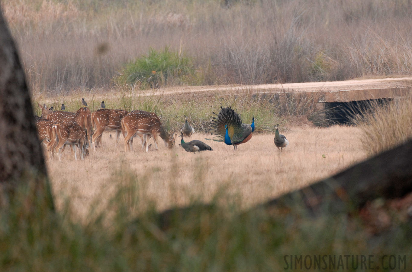 Pavo cristatus [400 mm, 1/100 Sek. bei f / 4.5, ISO 640]