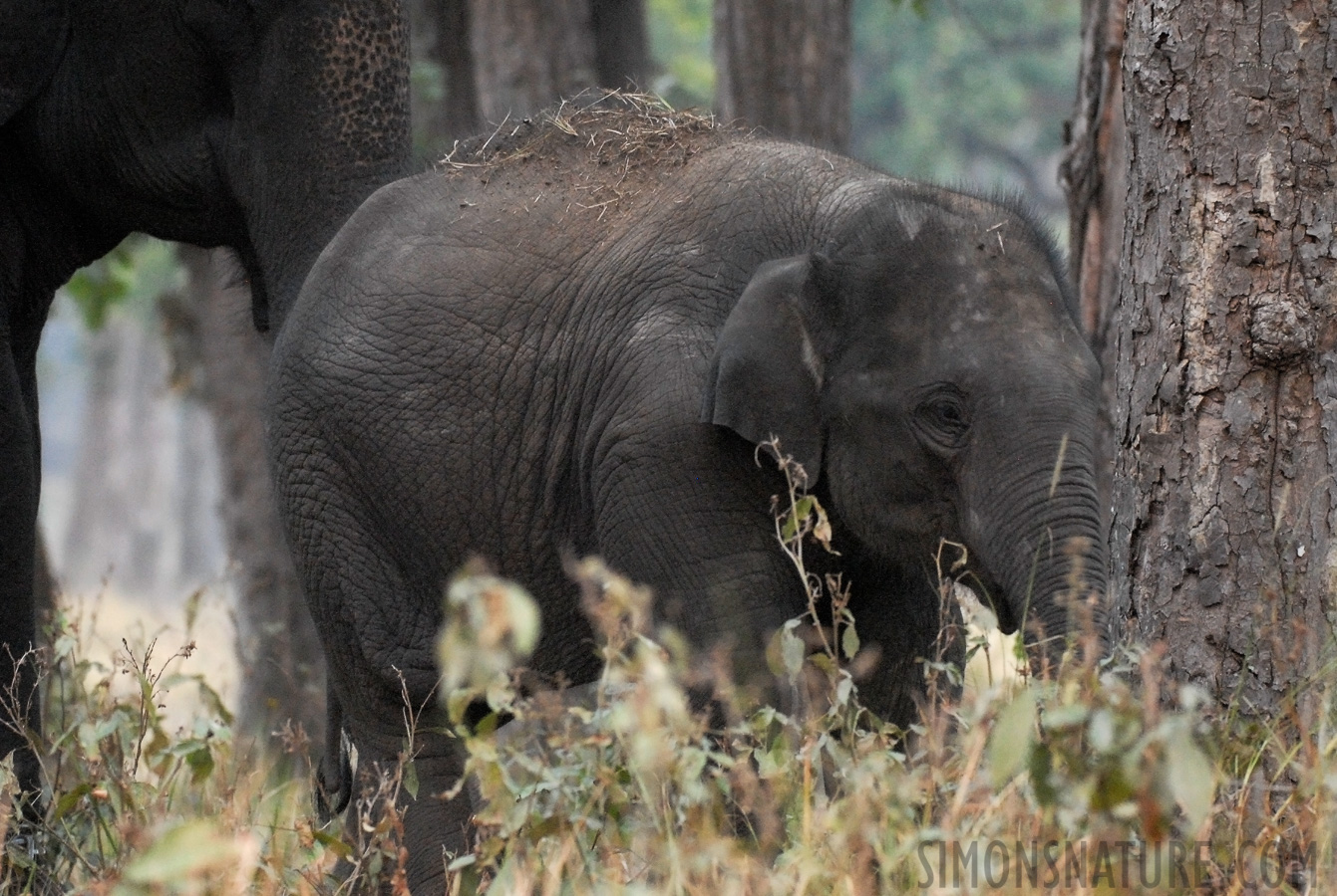 Elephas maximus indicus [200 mm, 1/30 sec at f / 4.0, ISO 1600]