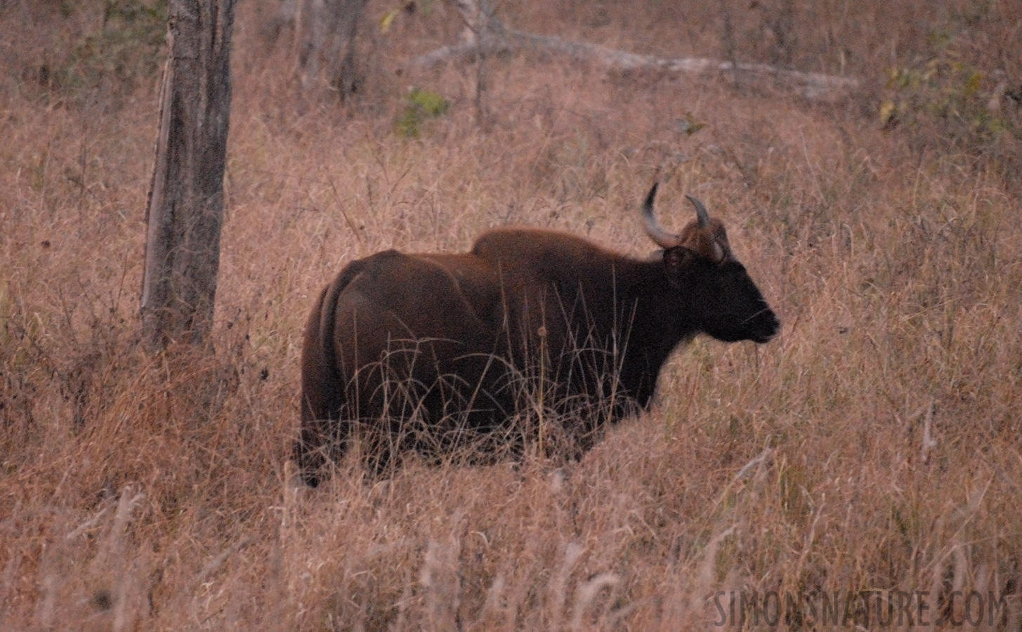 Bos gaurus gaurus [400 mm, 1/10 Sek. bei f / 4.0, ISO 2500]