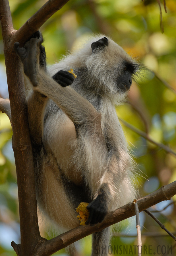 Semnopithecus entellus [400 mm, 1/500 Sek. bei f / 4.0, ISO 400]