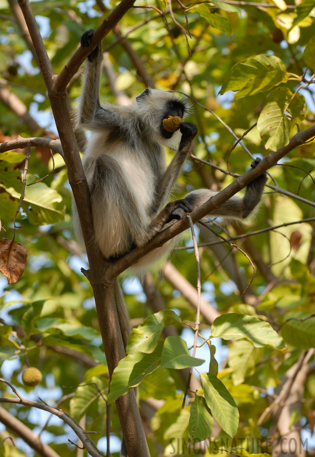 Semnopithecus entellus [200 mm, 1/640 Sek. bei f / 4.0, ISO 400]