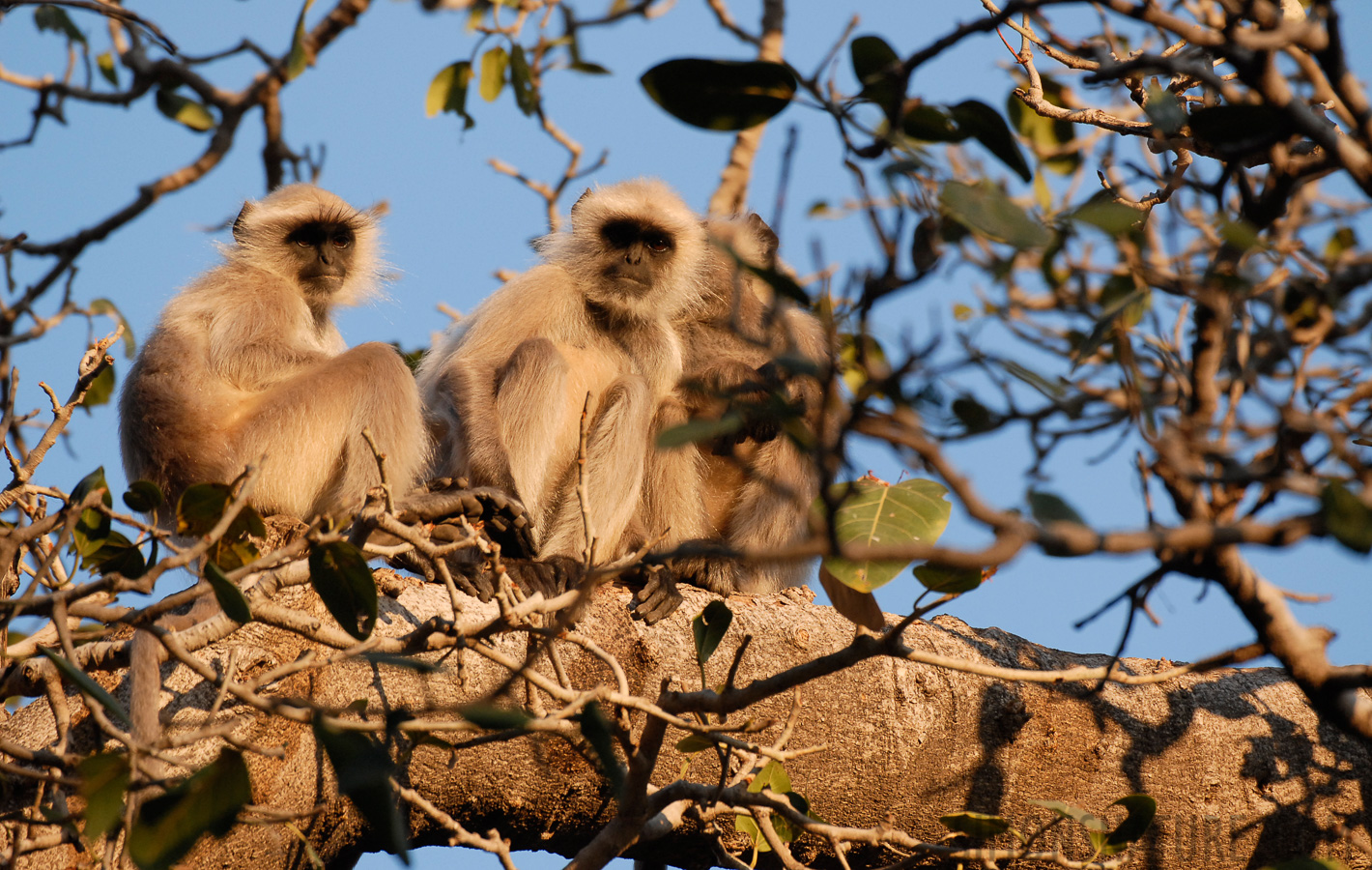 Semnopithecus entellus [400 mm, 1/400 Sek. bei f / 5.0, ISO 400]