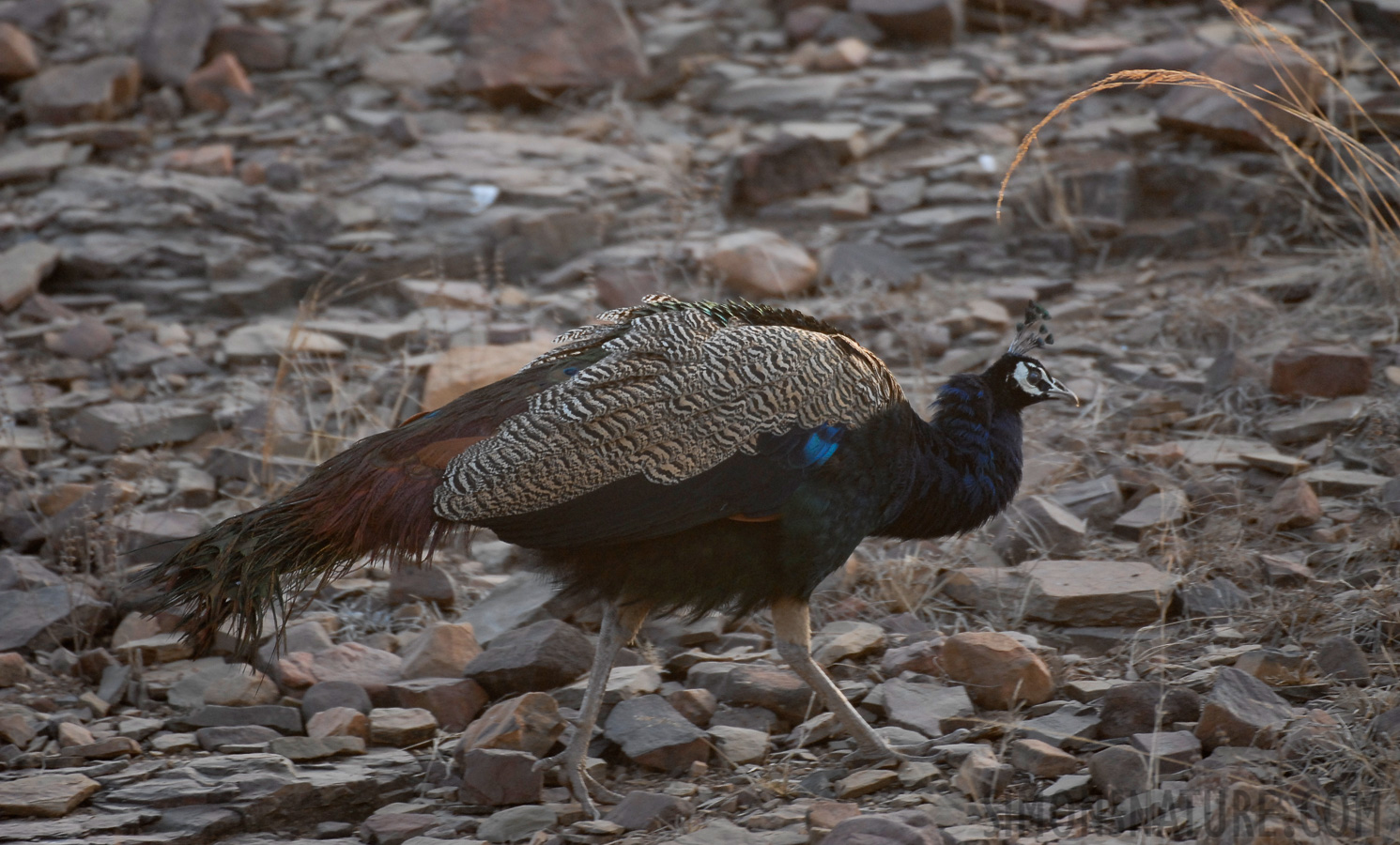 Pavo cristatus [400 mm, 1/250 Sek. bei f / 4.0, ISO 400]