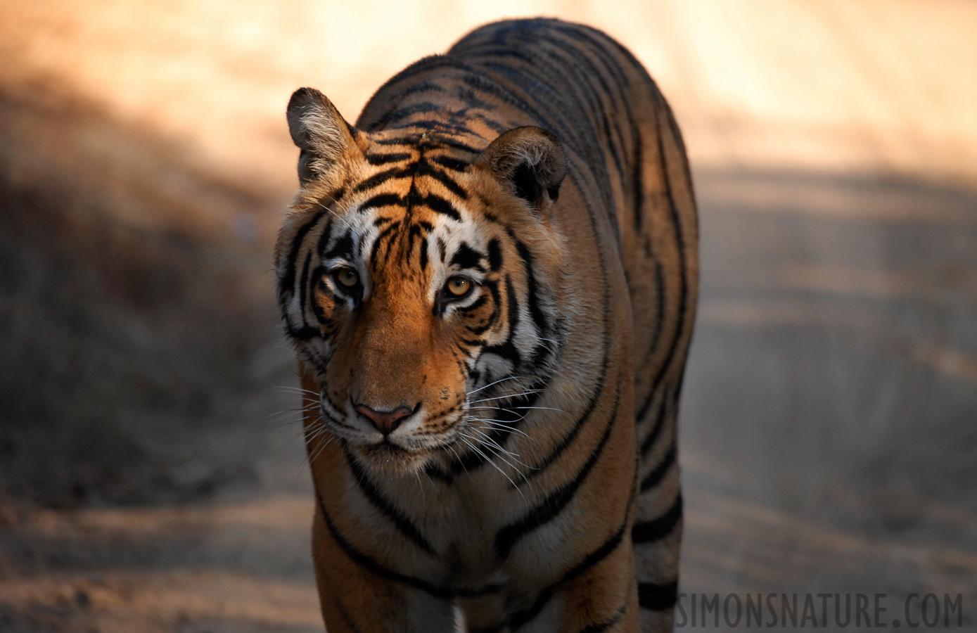 Panthera tigris tigris [400 mm, 1/250 Sek. bei f / 4.0, ISO 400]