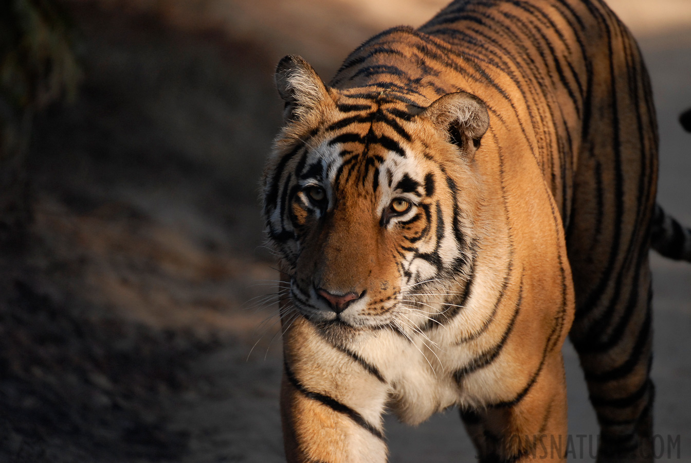 Panthera tigris tigris [400 mm, 1/640 Sek. bei f / 4.0, ISO 400]