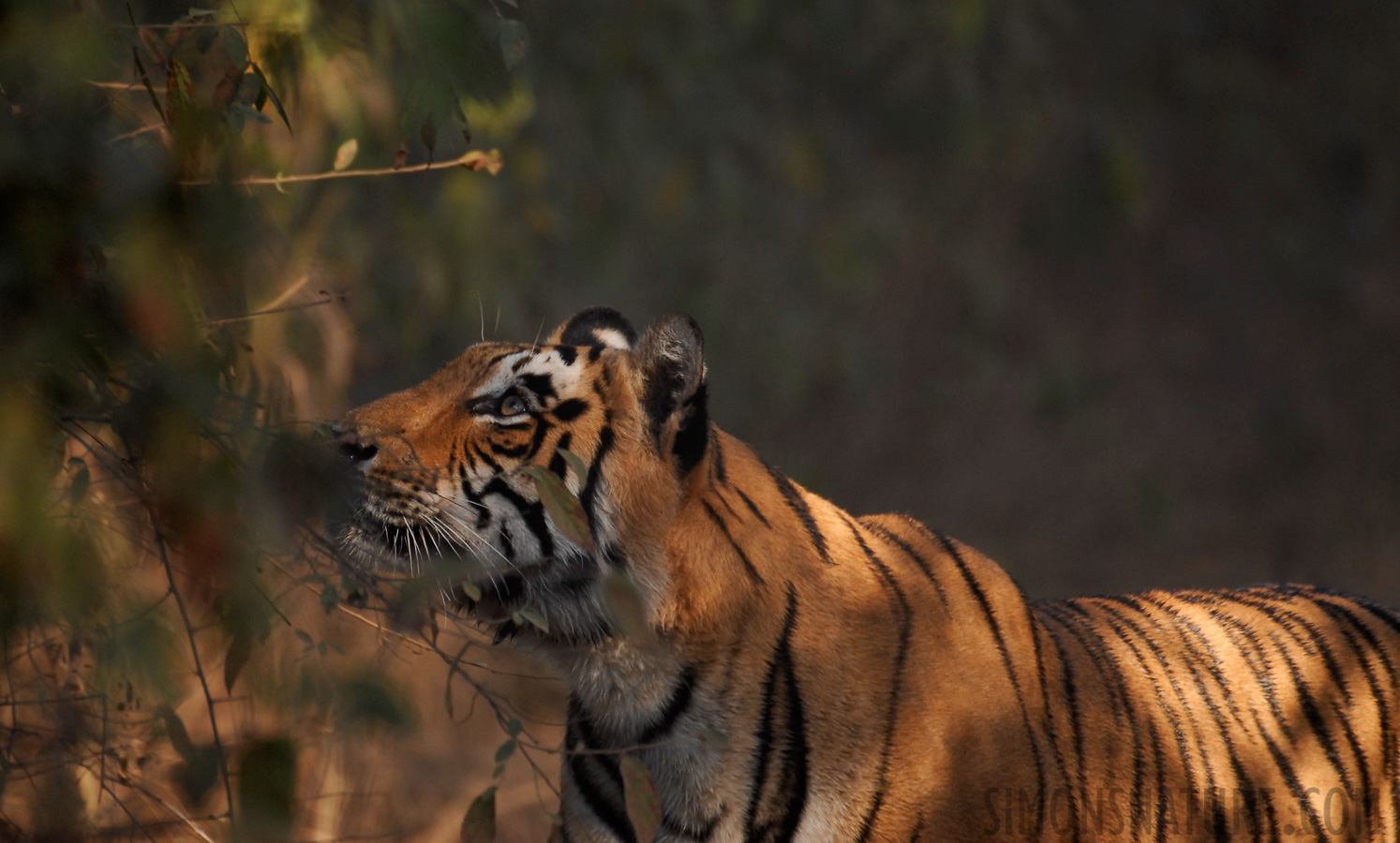 Panthera tigris tigris [400 mm, 1/250 sec at f / 4.0, ISO 400]