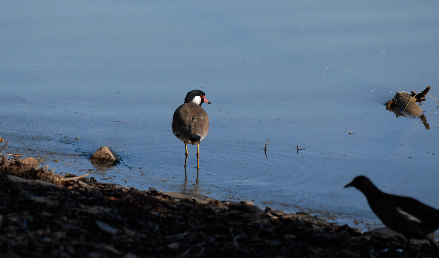 Vanellus indicus indicus [400 mm, 1/1000 Sek. bei f / 5.0, ISO 400]