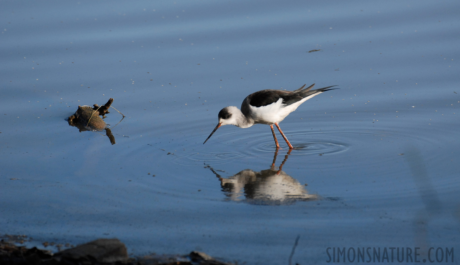 Himantopus himantopus [400 mm, 1/1500 Sek. bei f / 5.0, ISO 400]