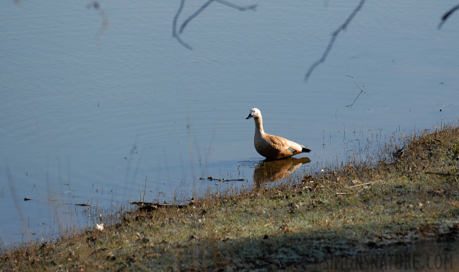 Tadorna ferruginea [400 mm, 1/1000 Sek. bei f / 5.0, ISO 400]