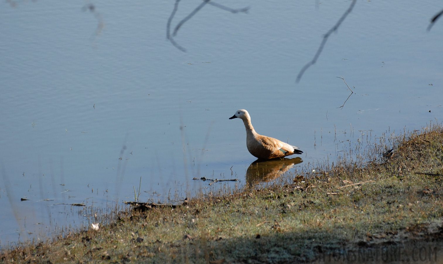 Tadorna ferruginea [400 mm, 1/1000 Sek. bei f / 5.0, ISO 400]