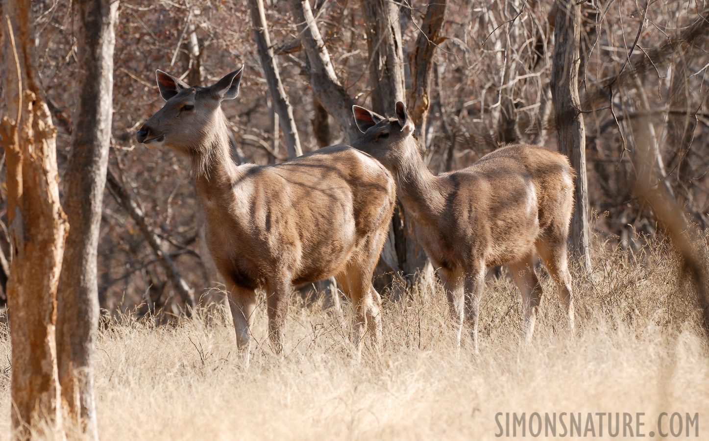 Rusa unicolor unicolor [260 mm, 1/500 Sek. bei f / 5.0, ISO 400]