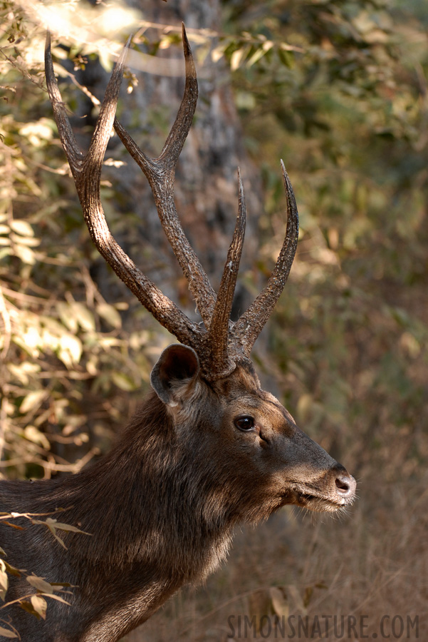 Rusa unicolor unicolor [210 mm, 1/100 Sek. bei f / 4.0, ISO 400]