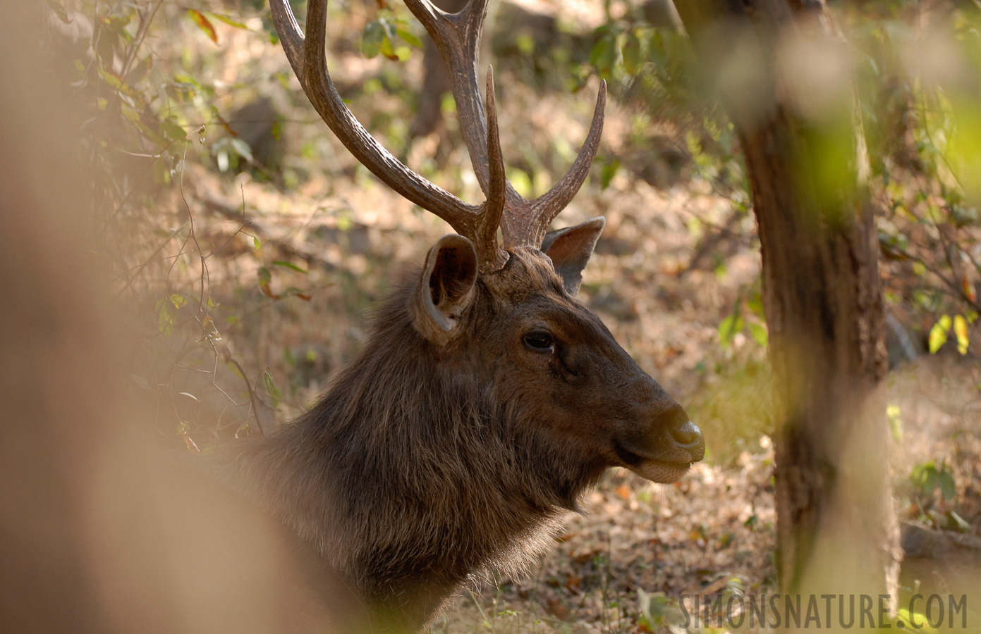 Rusa unicolor unicolor [200 mm, 1/80 sec at f / 4.0, ISO 400]