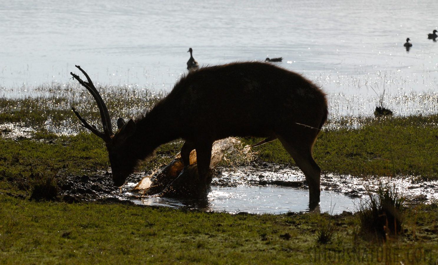 Rusa unicolor unicolor [270 mm, 1/2000 Sek. bei f / 6.3, ISO 400]