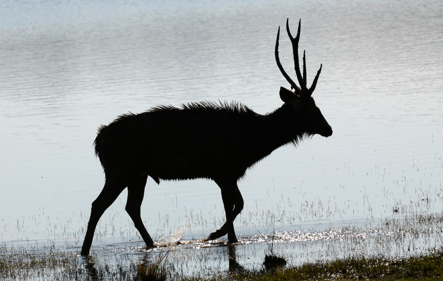 Rusa unicolor unicolor [280 mm, 1/1600 Sek. bei f / 6.3, ISO 400]