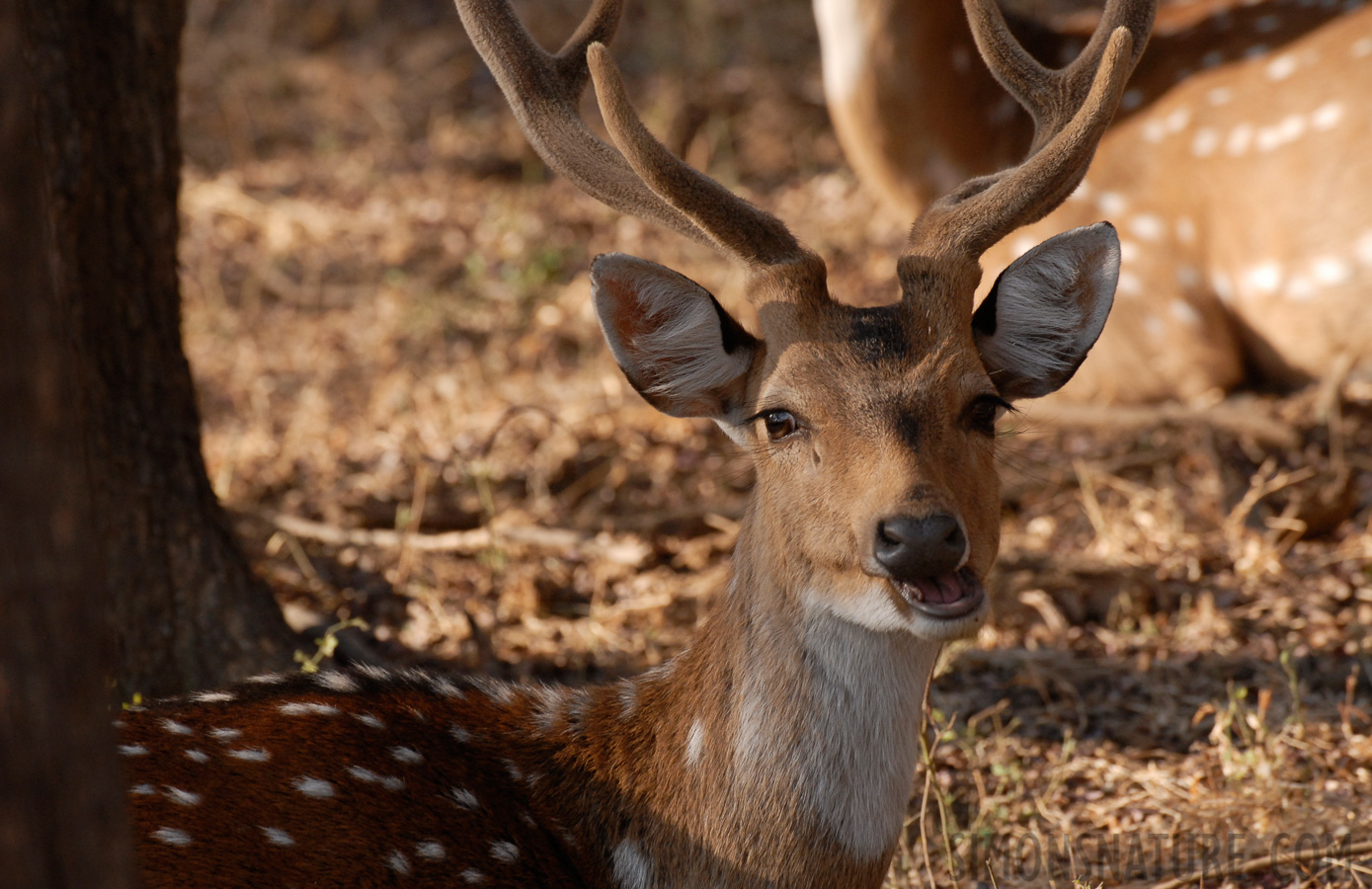 Axis axis [400 mm, 1/125 sec at f / 6.3, ISO 400]