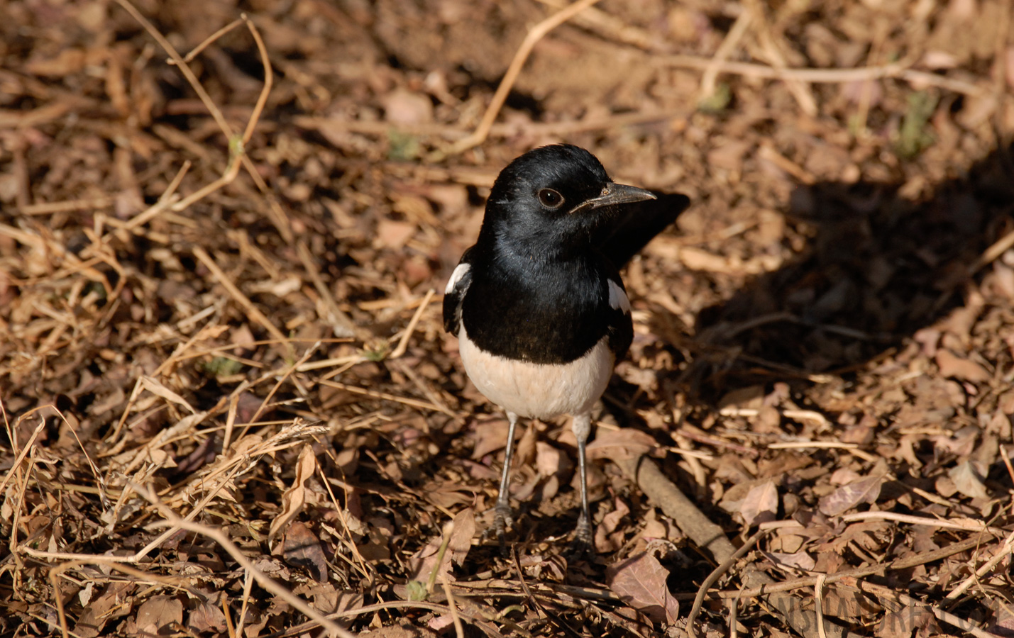 Copsychus saularis saularis [400 mm, 1/400 Sek. bei f / 6.3, ISO 400]