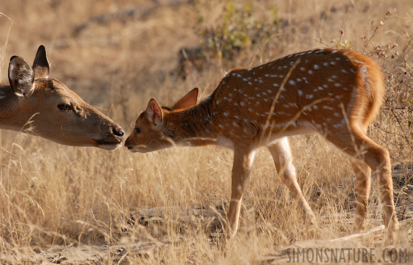 Axis axis [400 mm, 1/500 sec at f / 6.3, ISO 400]