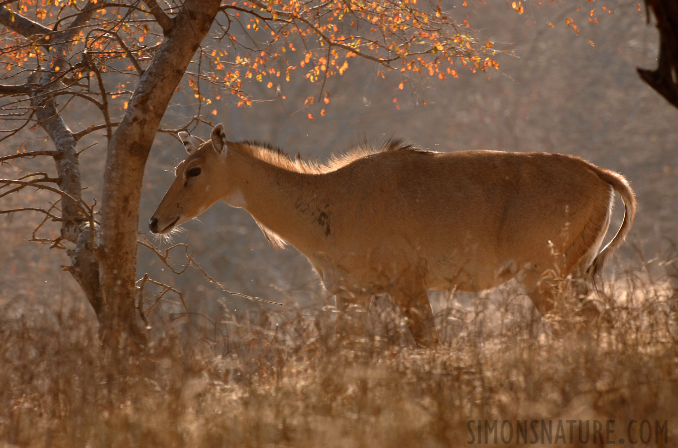 Boselaphus tragocamelus [400 mm, 1/160 Sek. bei f / 6.3, ISO 400]