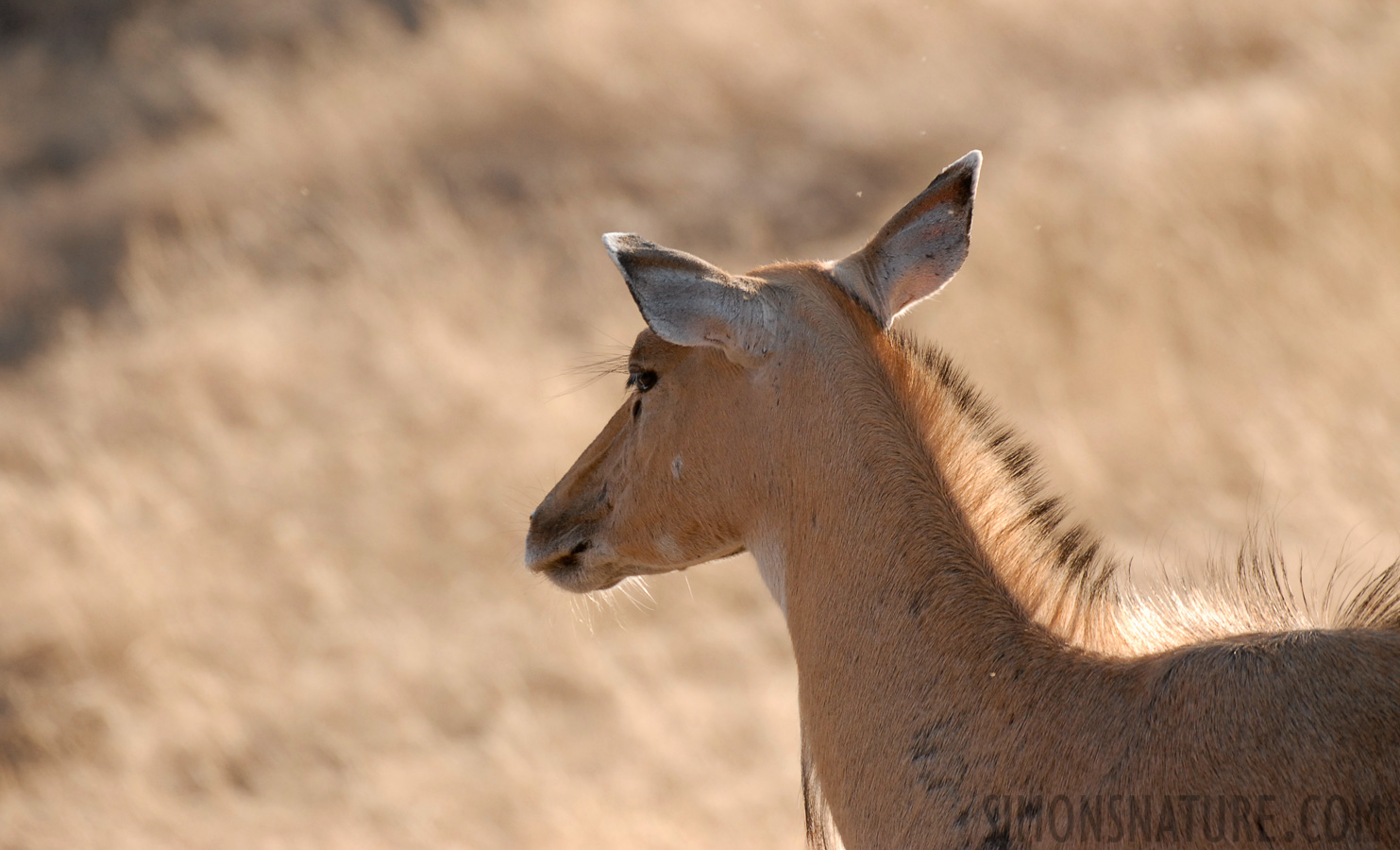 Boselaphus tragocamelus [400 mm, 1/320 Sek. bei f / 5.0, ISO 400]