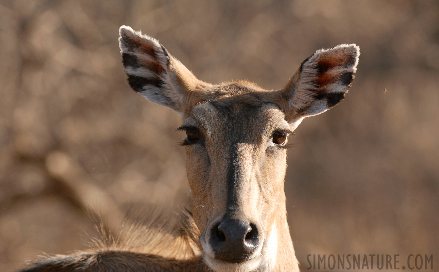 Boselaphus tragocamelus [350 mm, 1/500 sec at f / 5.0, ISO 400]