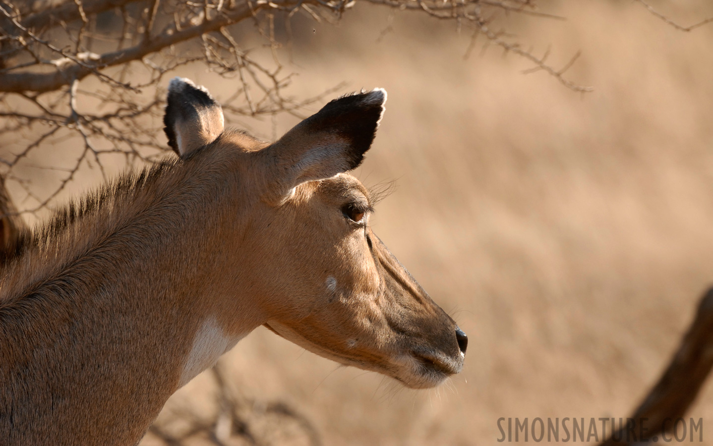 Boselaphus tragocamelus [330 mm, 1/350 sec at f / 5.0, ISO 400]