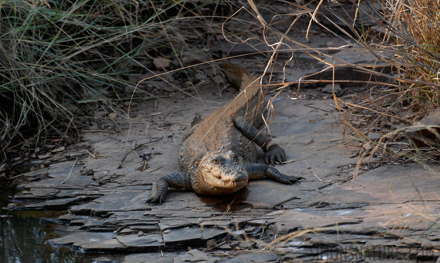 Crocodylus palustris [400 mm, 1/100 Sek. bei f / 5.0, ISO 400]